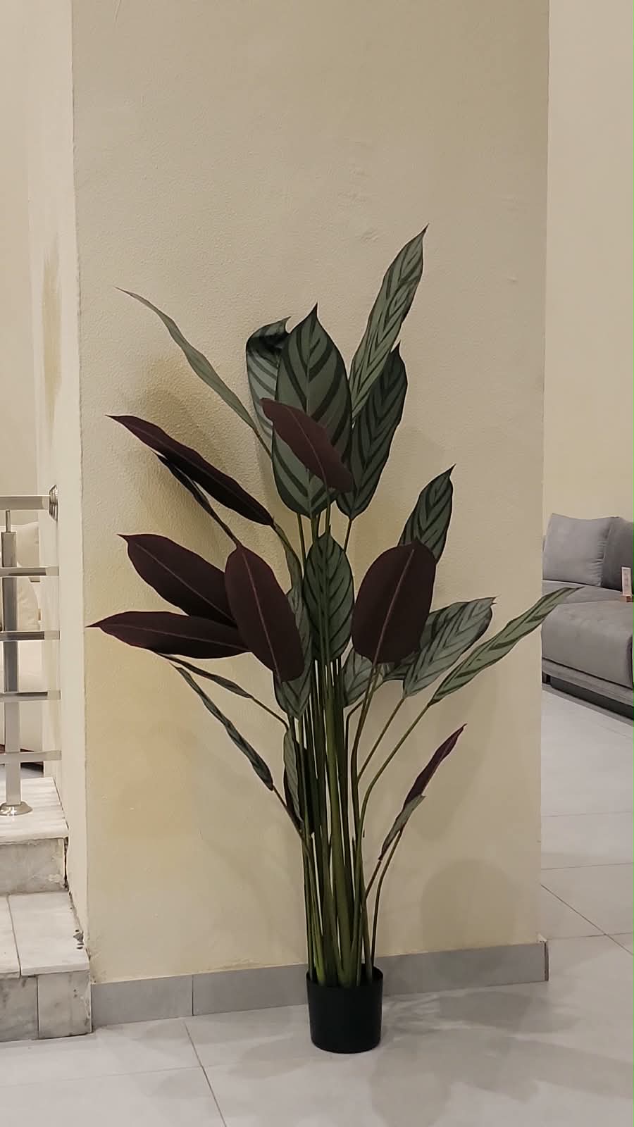 Dark Wineleaf Plant