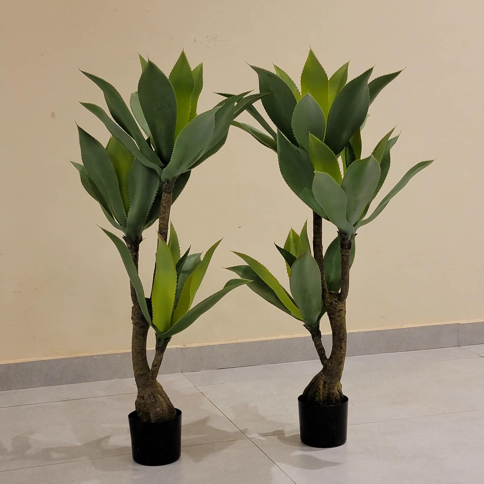 Green Spear Plant