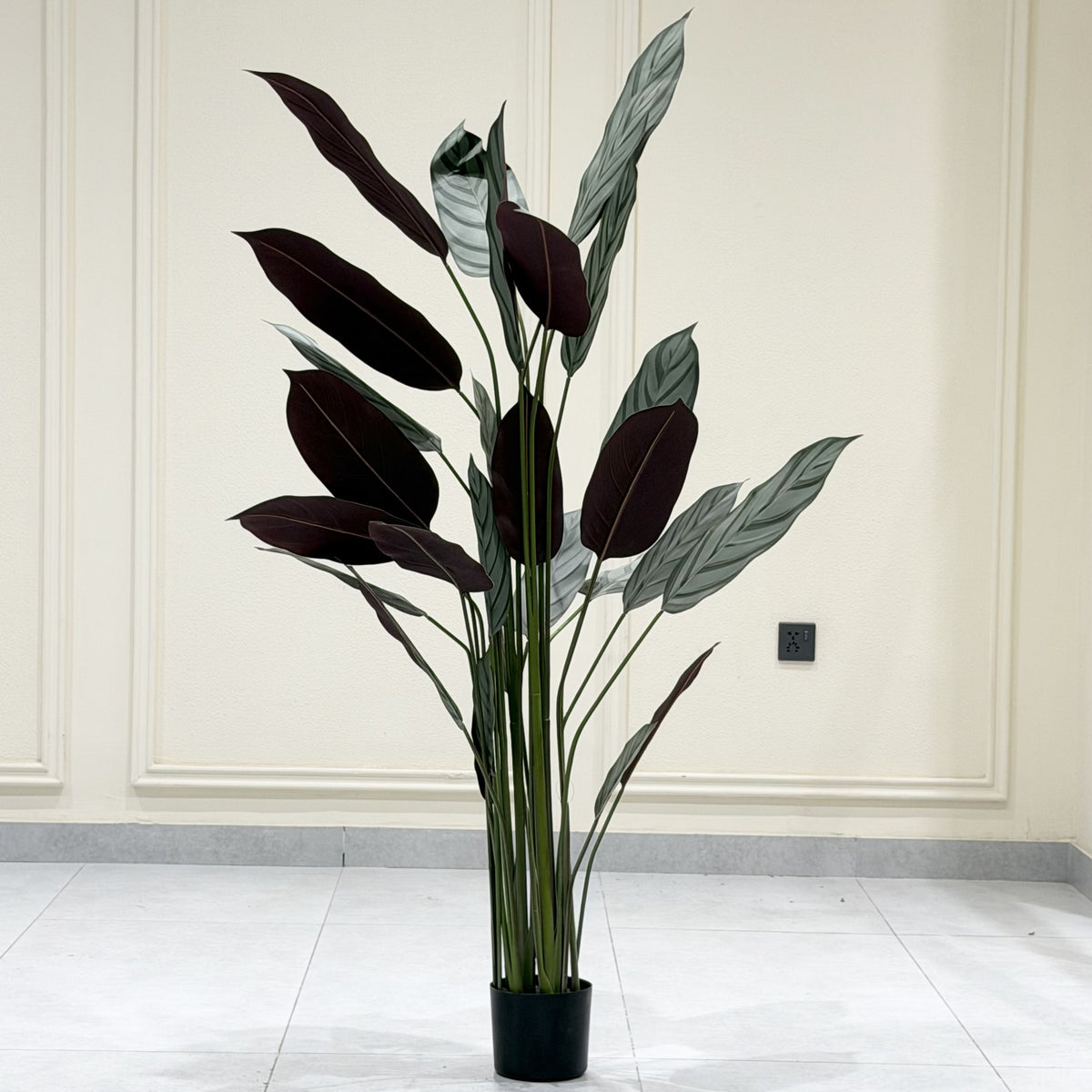 Dark Wineleaf Plant