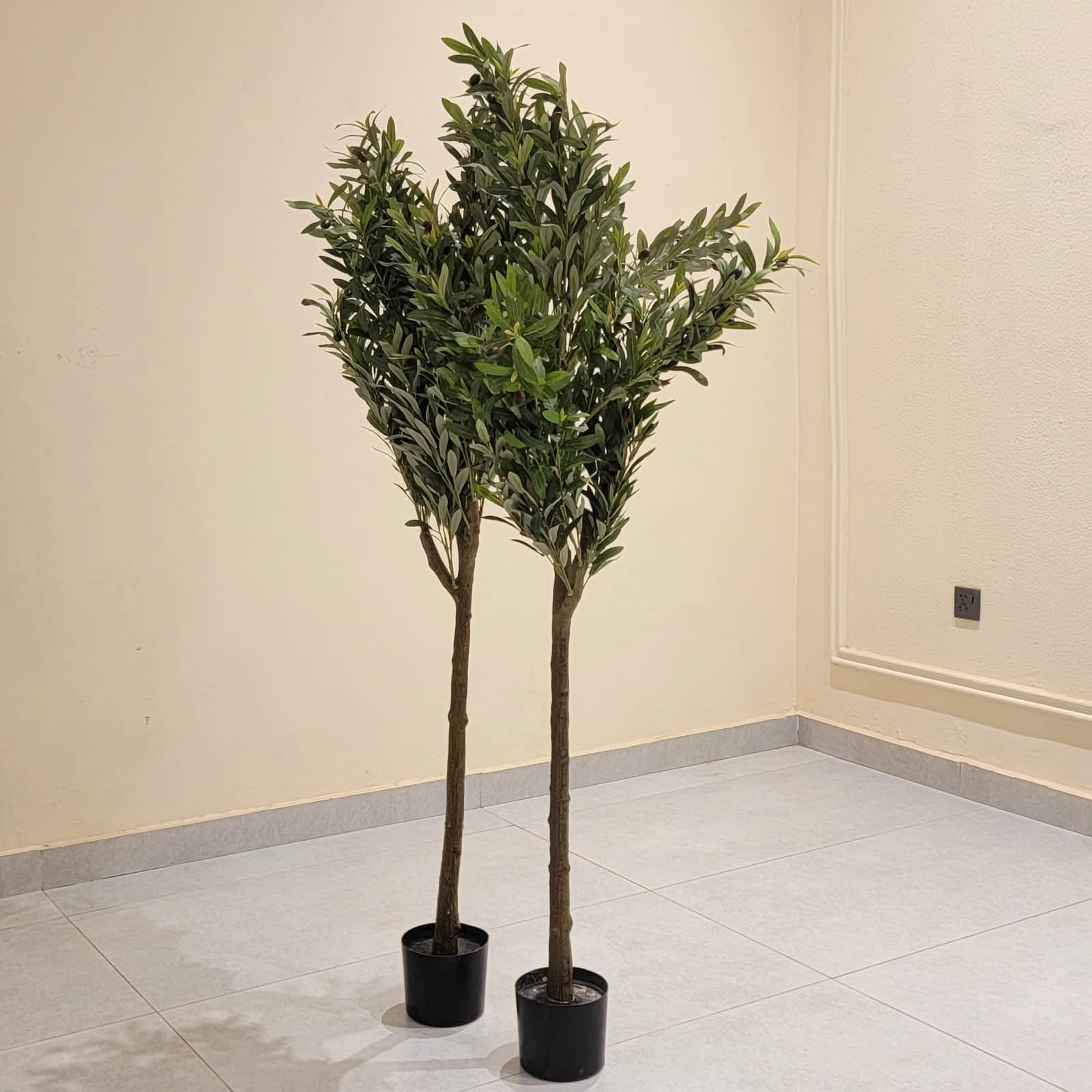 Olive Rise Plant